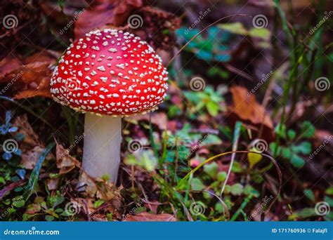 red cap mushrooms poisonous